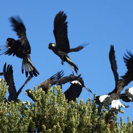 Albany birdlife - Maitraya Luxury Private Retreat
