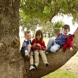 children tree climbing - Maitraya Luxury Private Retreat, Albany