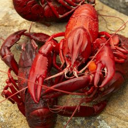 marron (rock lobster) - Maitraya Luxury Private Retreat, Albany
